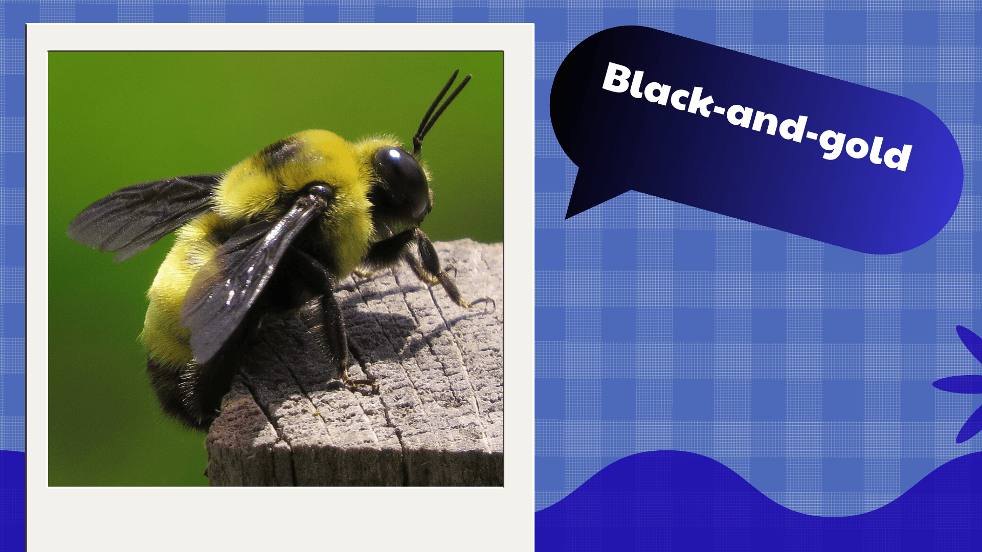 Black-and-gold Bumblebee