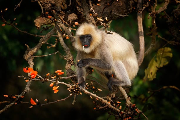 Black-footed-Gray-Langur