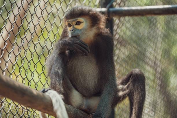 Black-shanked-Douc-Langur