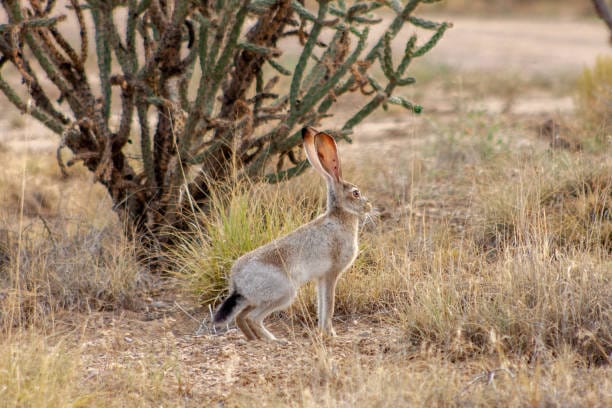 Black-tailed-Jackrabbit