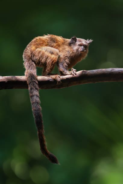 Black-tailed-Marmoset