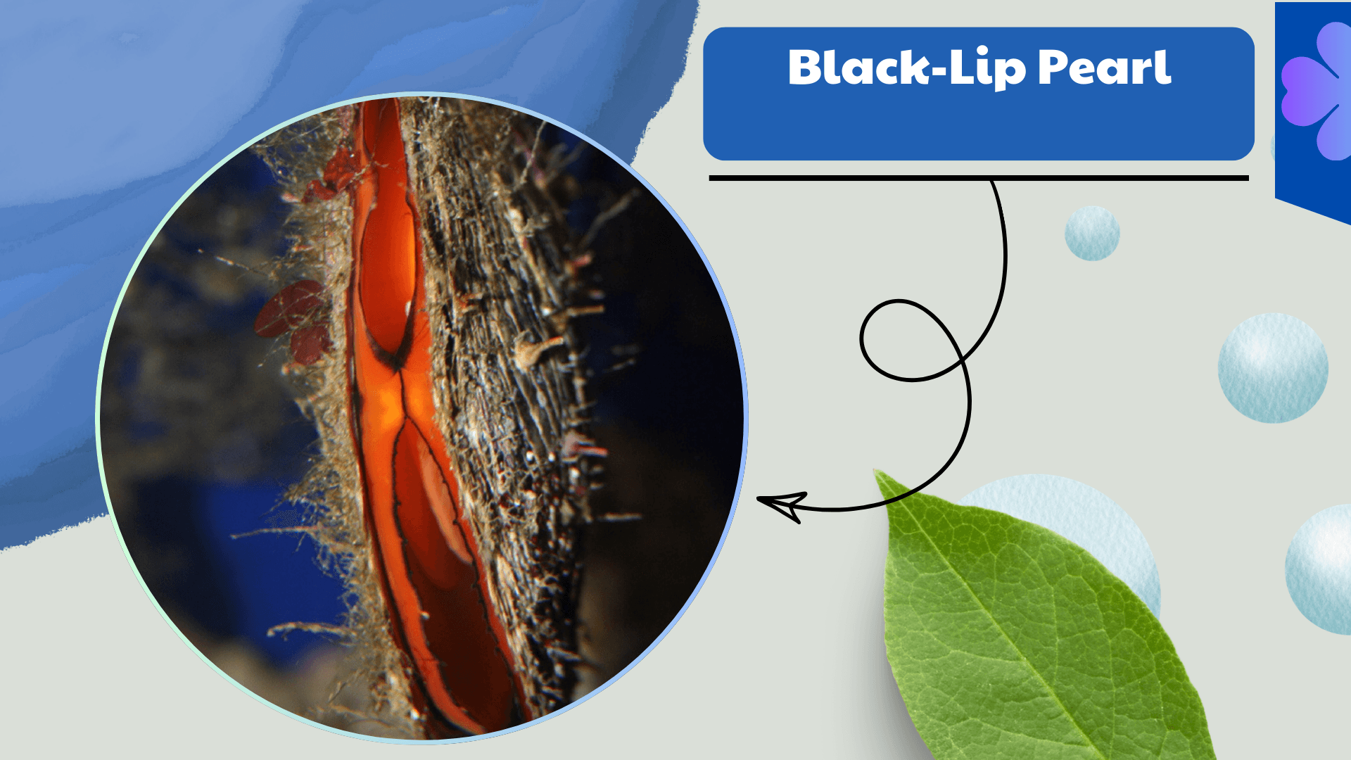 Black‑Lip Pearl Oyster