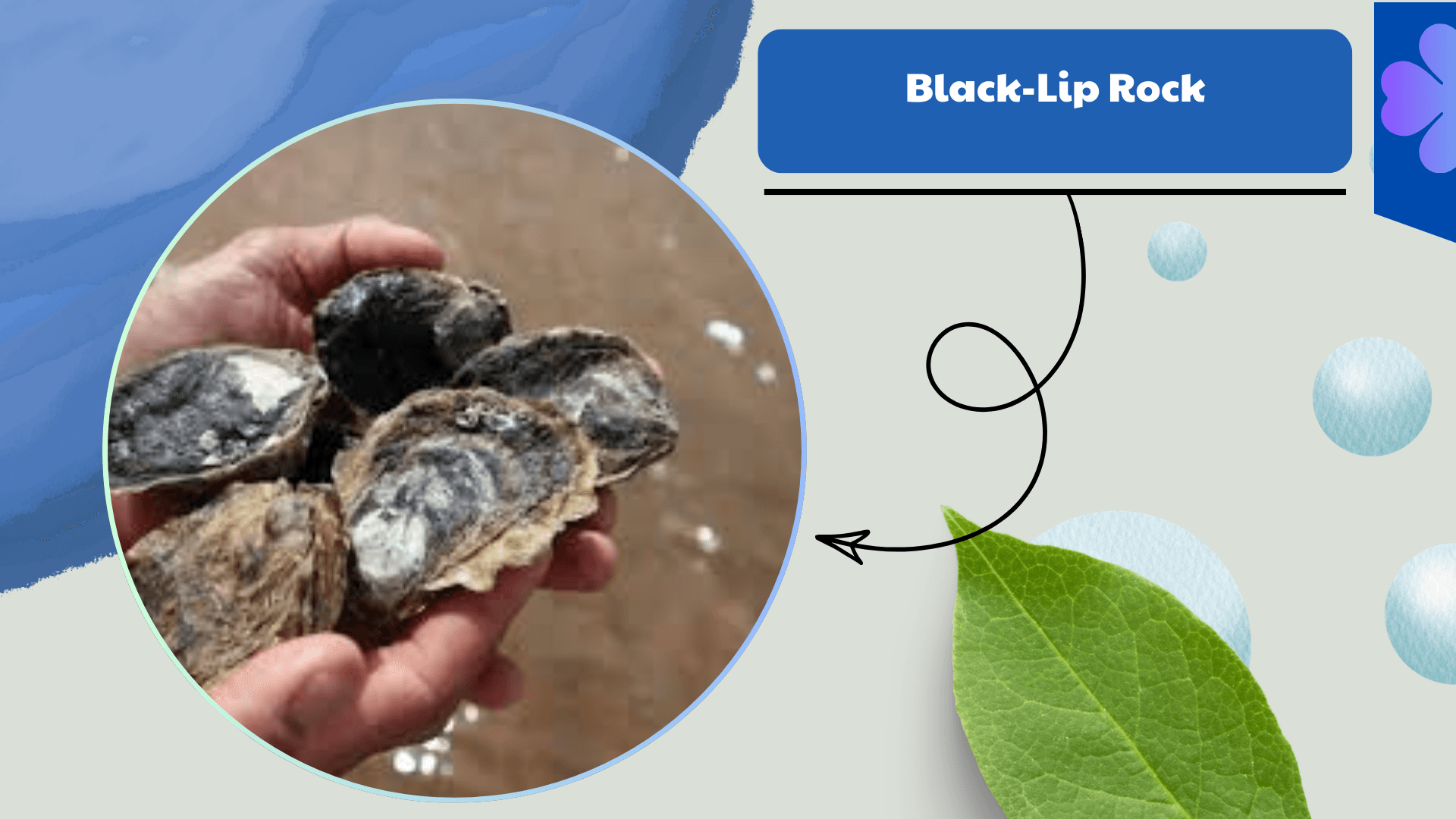 Tropical Black‑Lip Rock