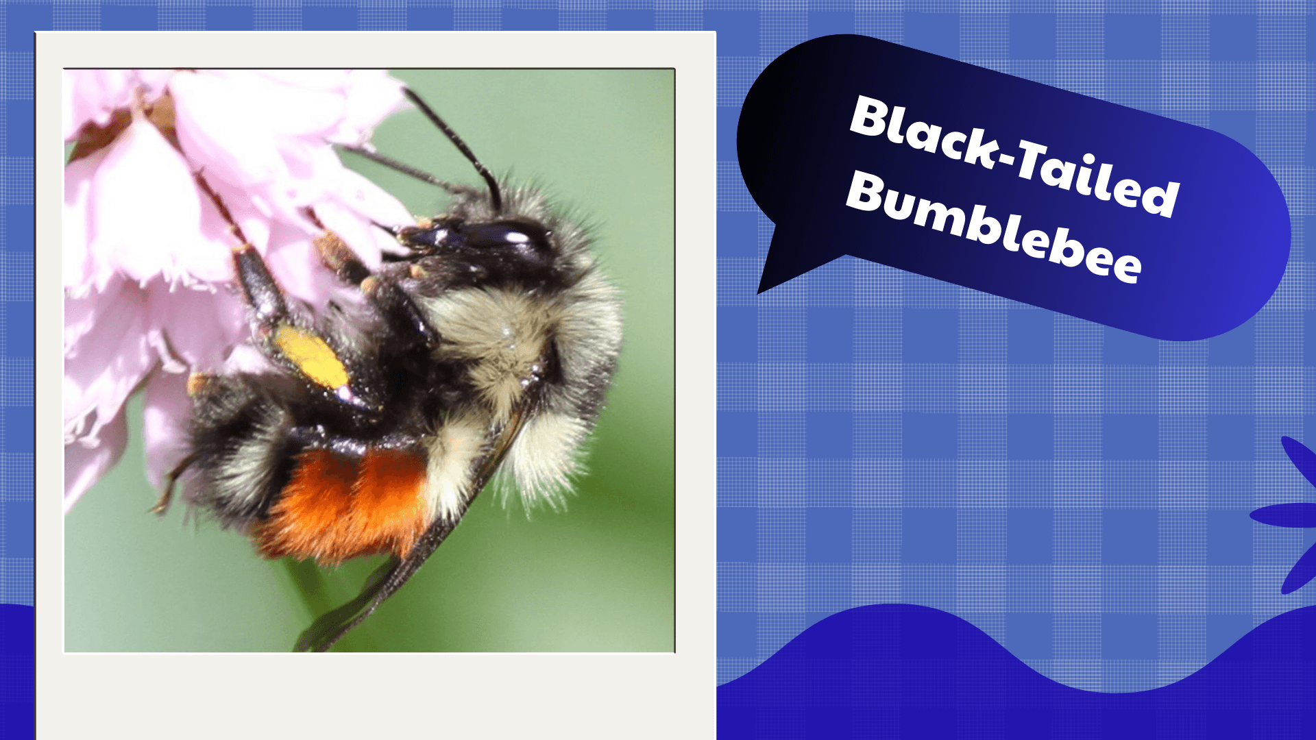 Black‑Tailed Bumblebee