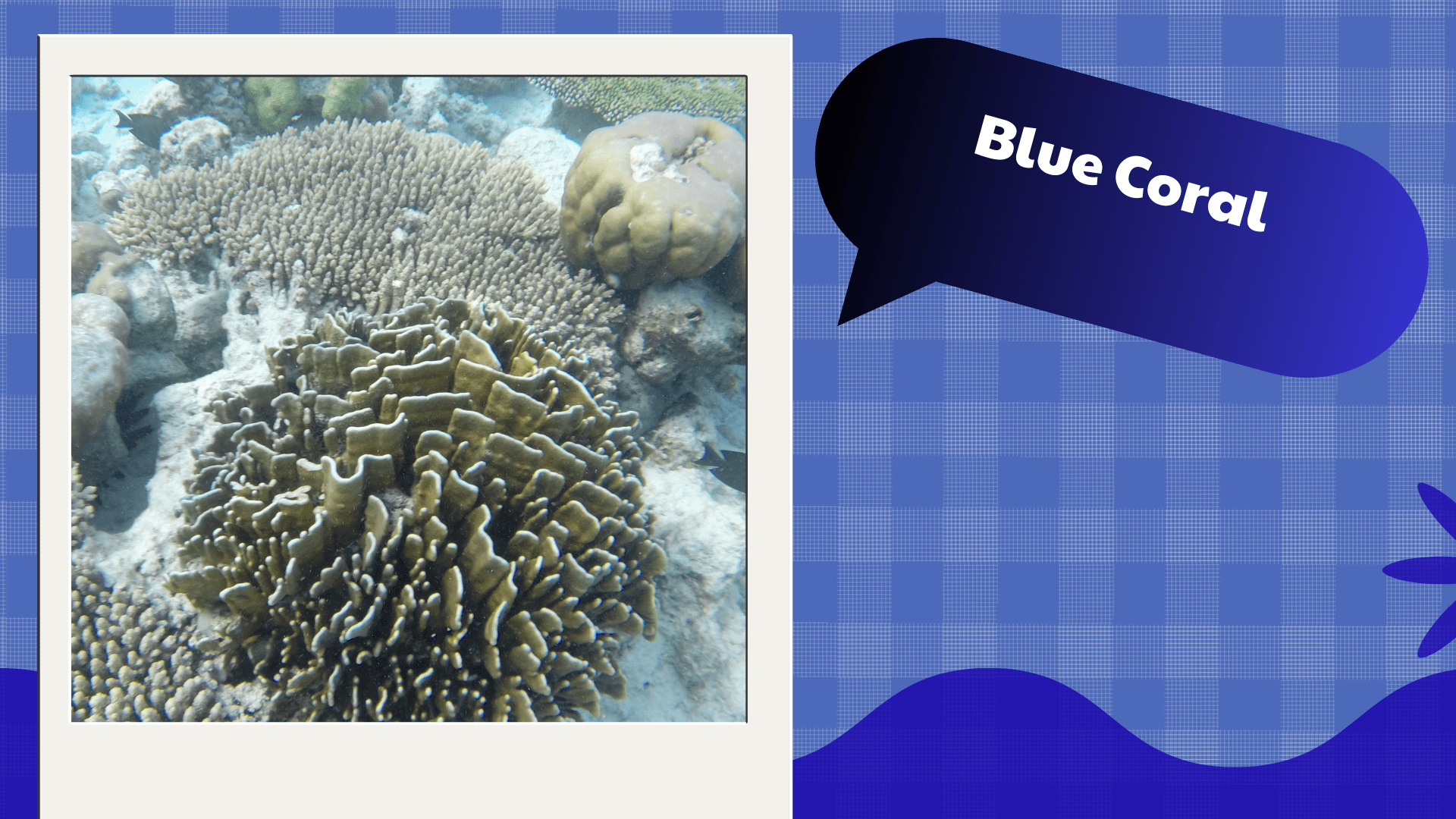 Blue Coral