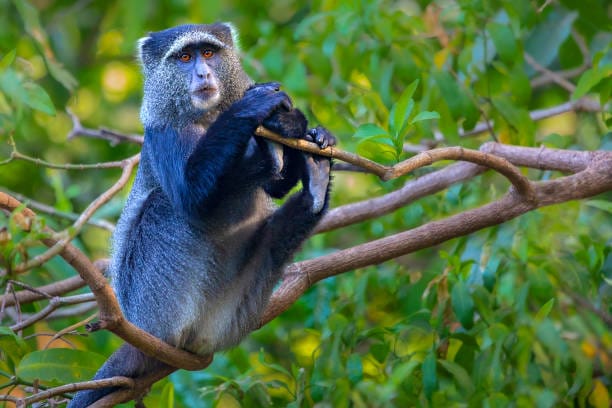 Blue-Monkey