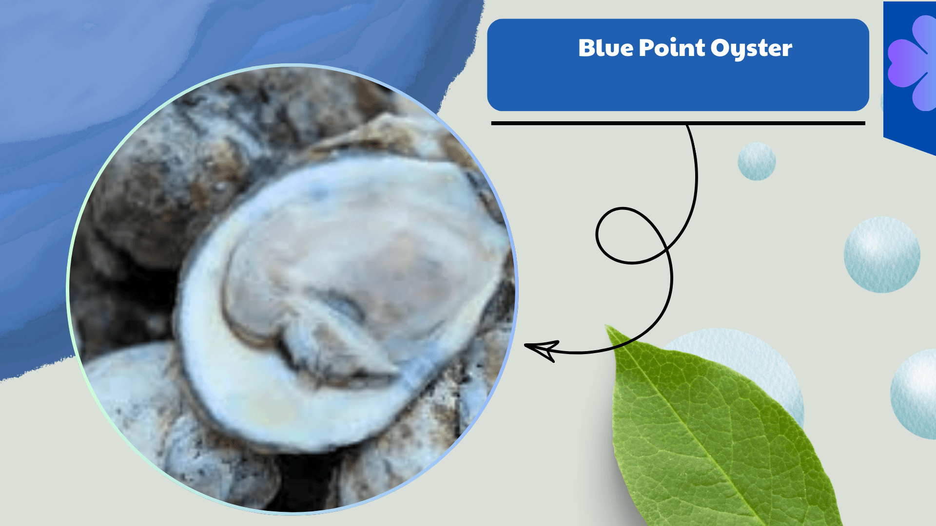 Blue Point Oyster