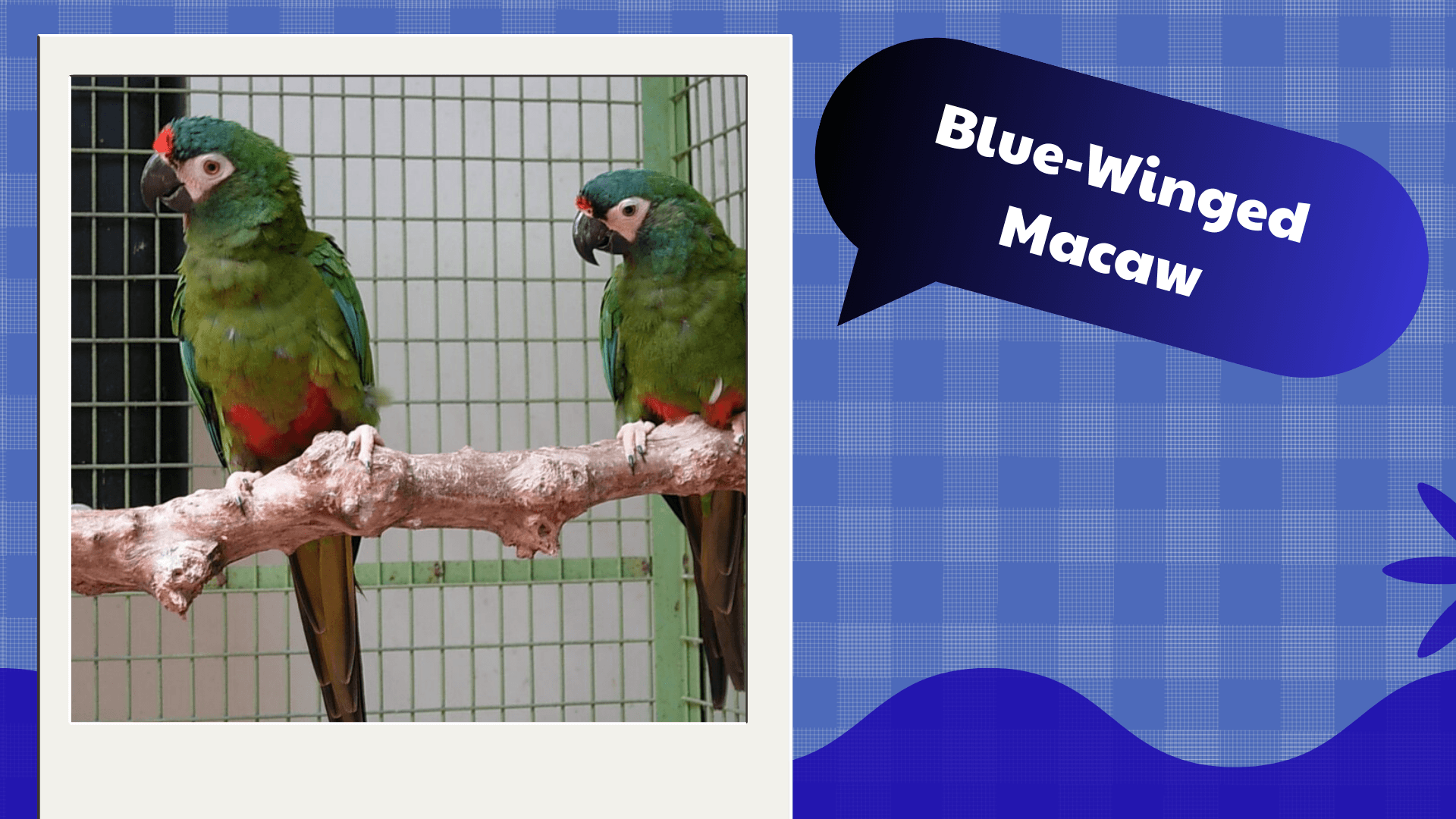 Blue-Winged Macaw