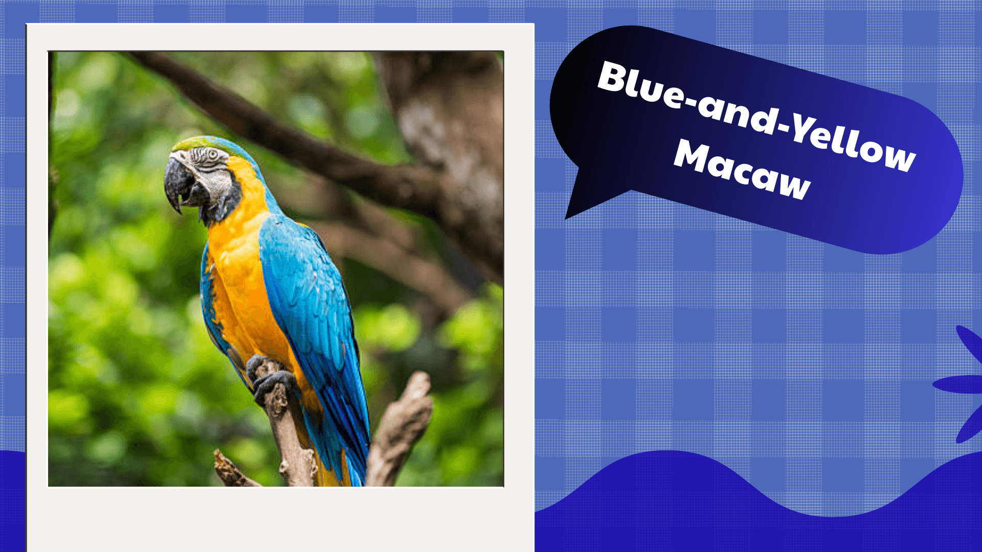 Blue-and-Yellow Macaw