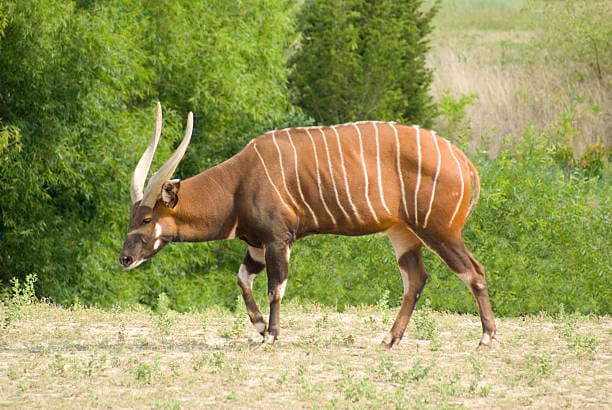 Mountain Nyala
