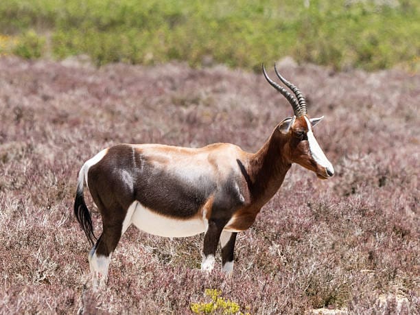 Bontebok