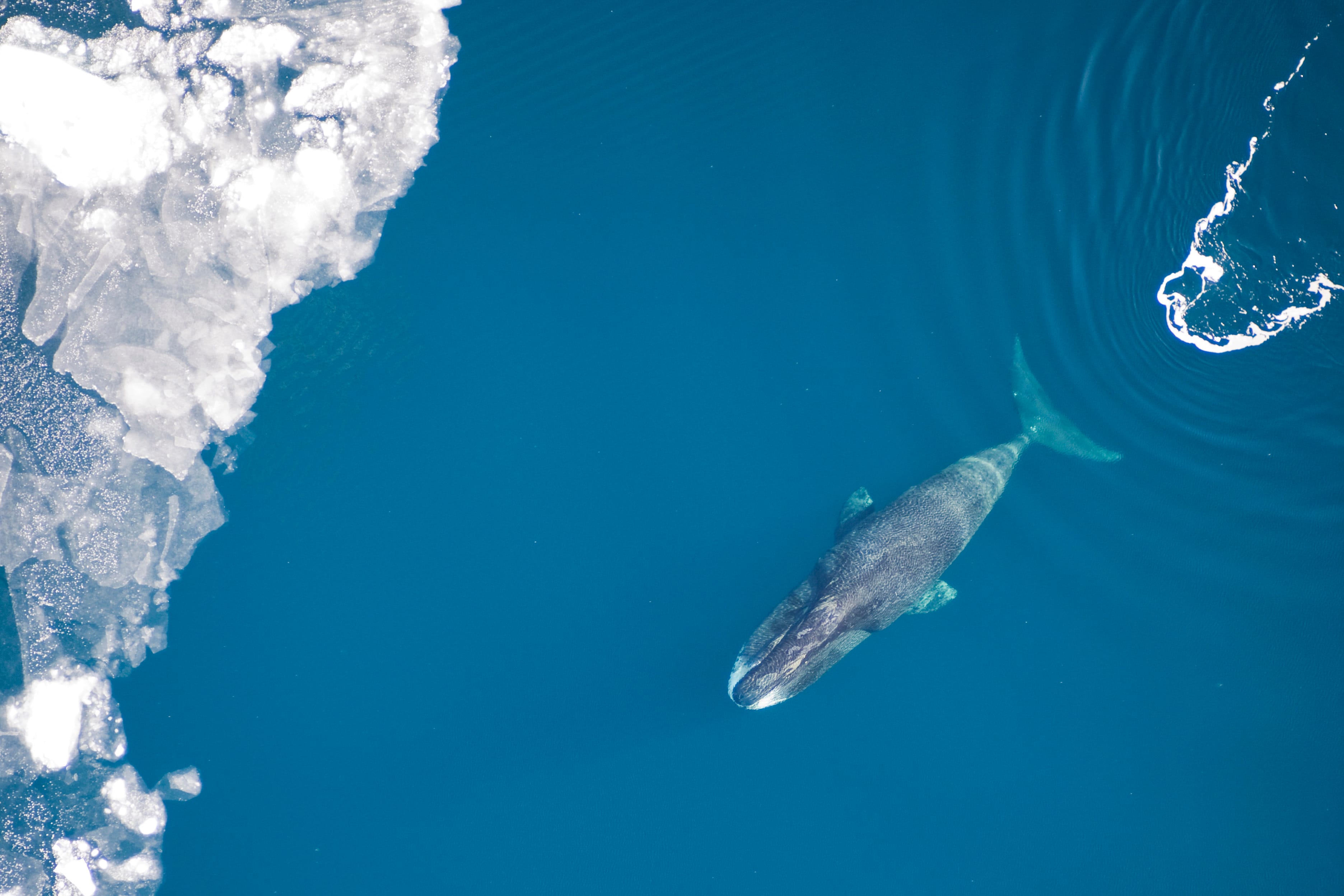 Bowhead-Whale
