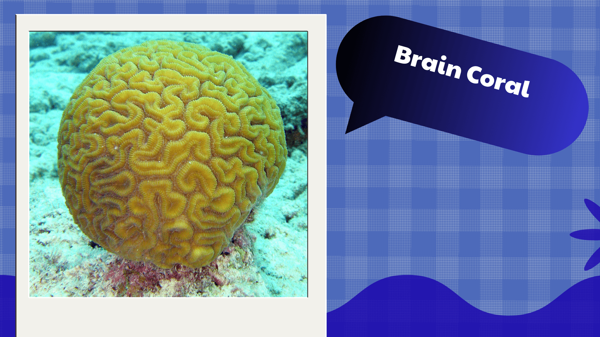 Brain Coral