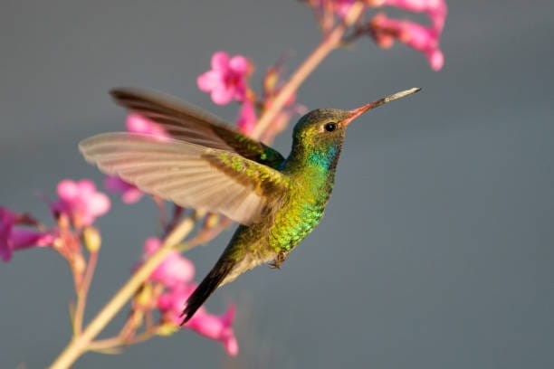 Broad‑billed-Hummingbird