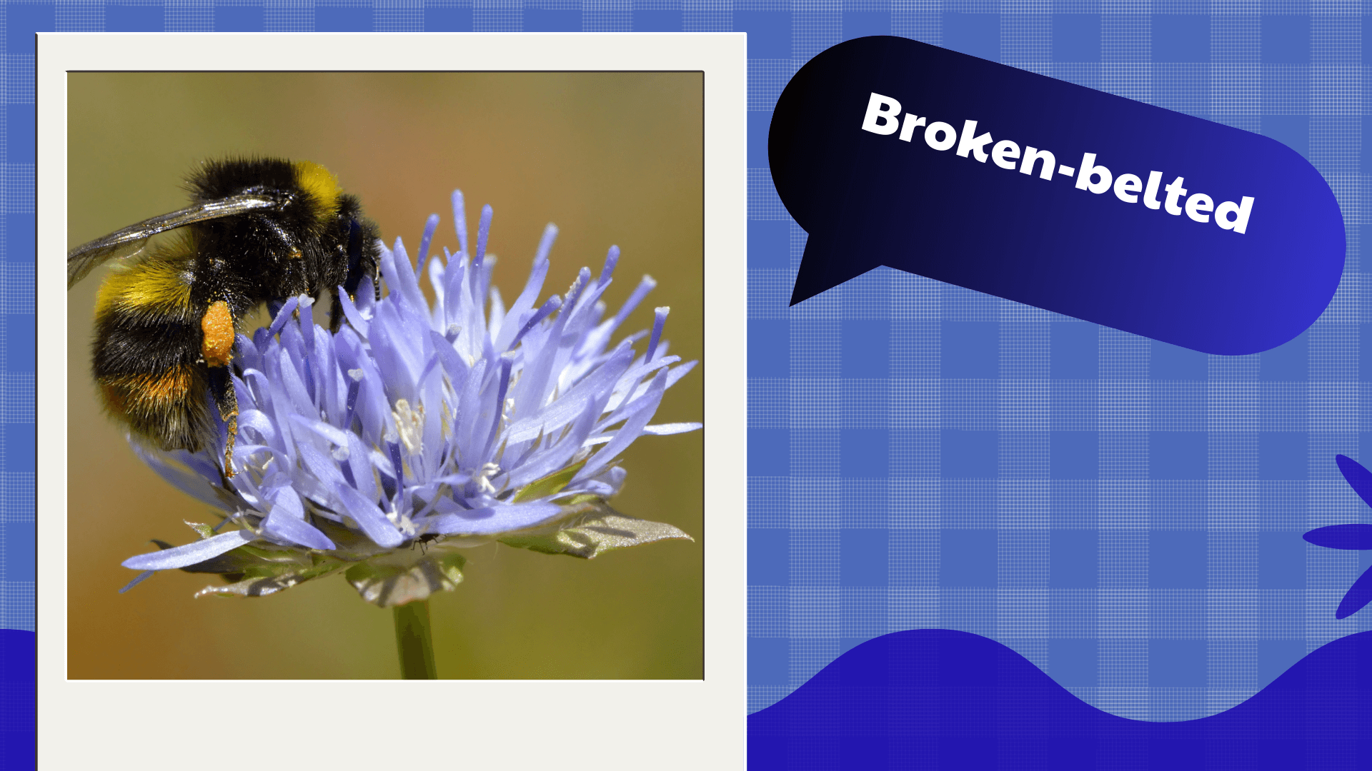 Broken-belted Bumblebee