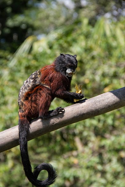 Brown-mantled-Tamarin