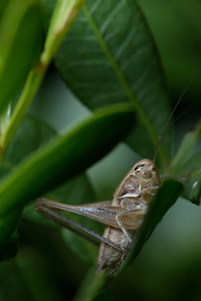 Brownspotted-Grasshopper