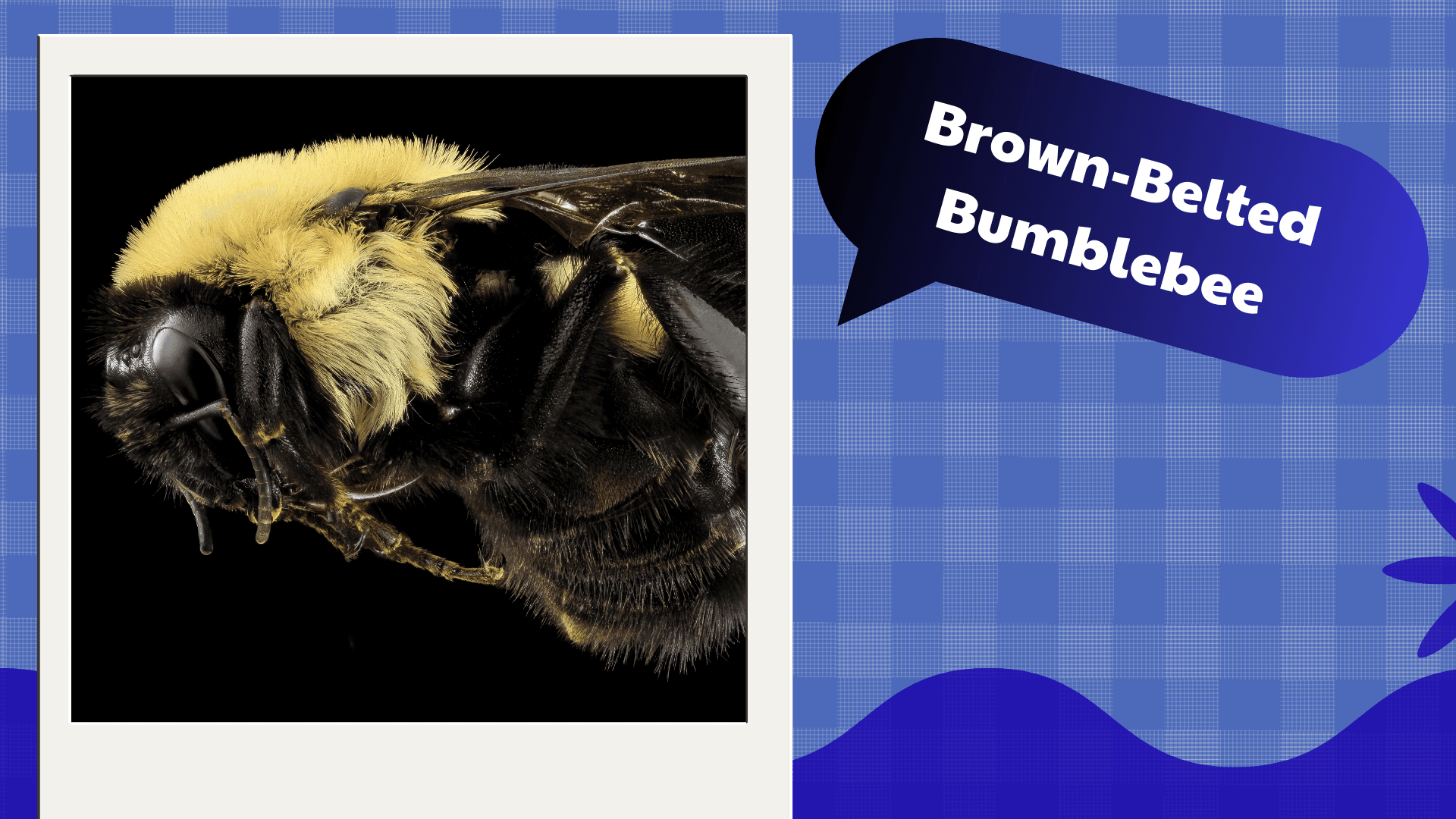 Brown‑Belted Bumblebee