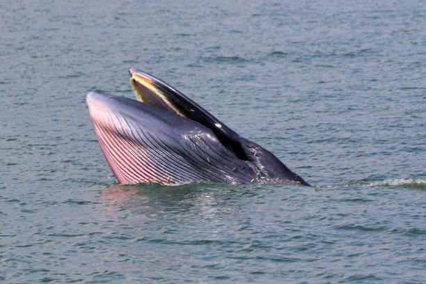 Brydes-Whale
