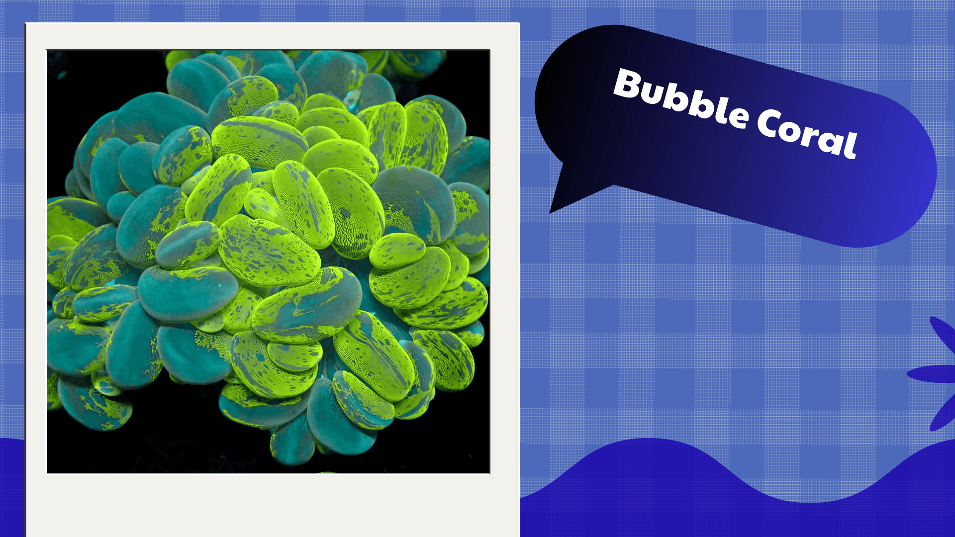 Bubble Coral