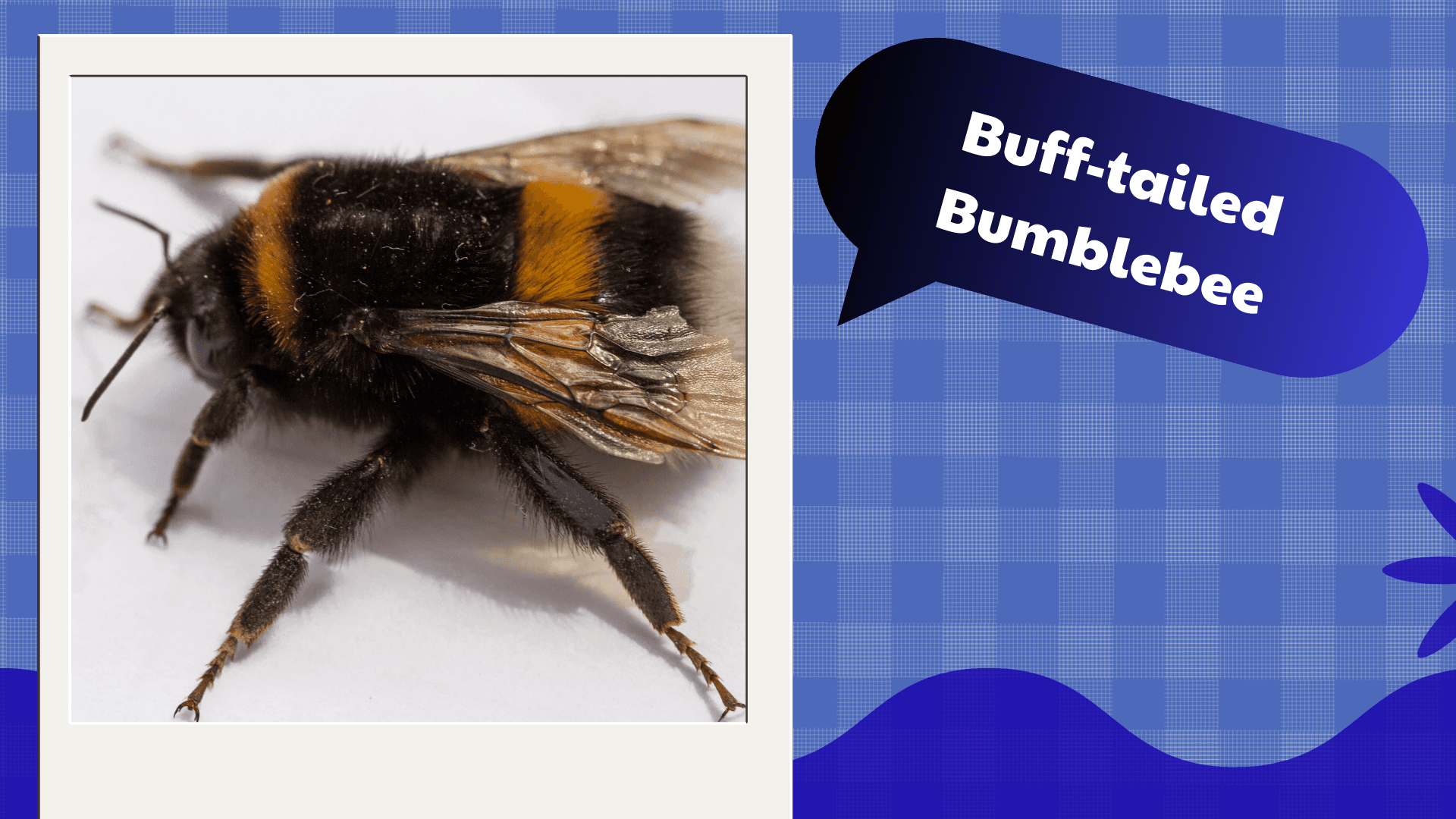 Buff-tailed Bumblebee