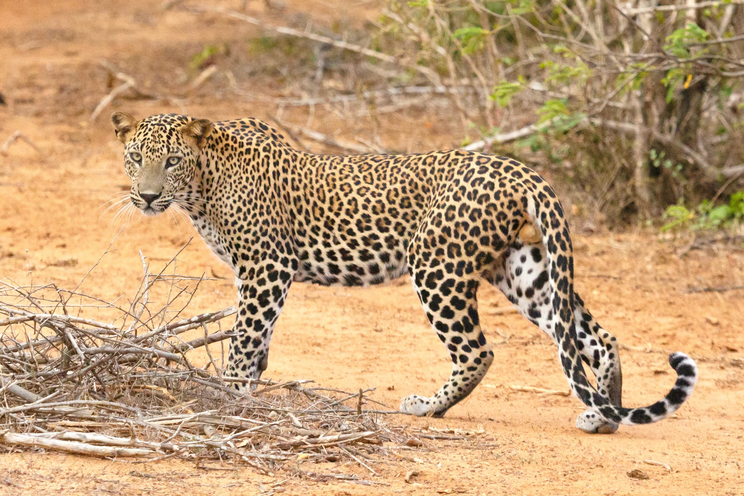 Cape-Leopard