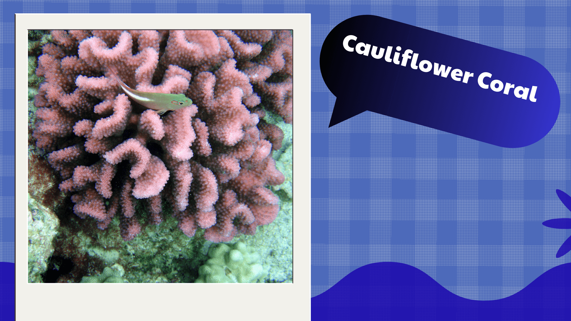 Cauliflower Coral