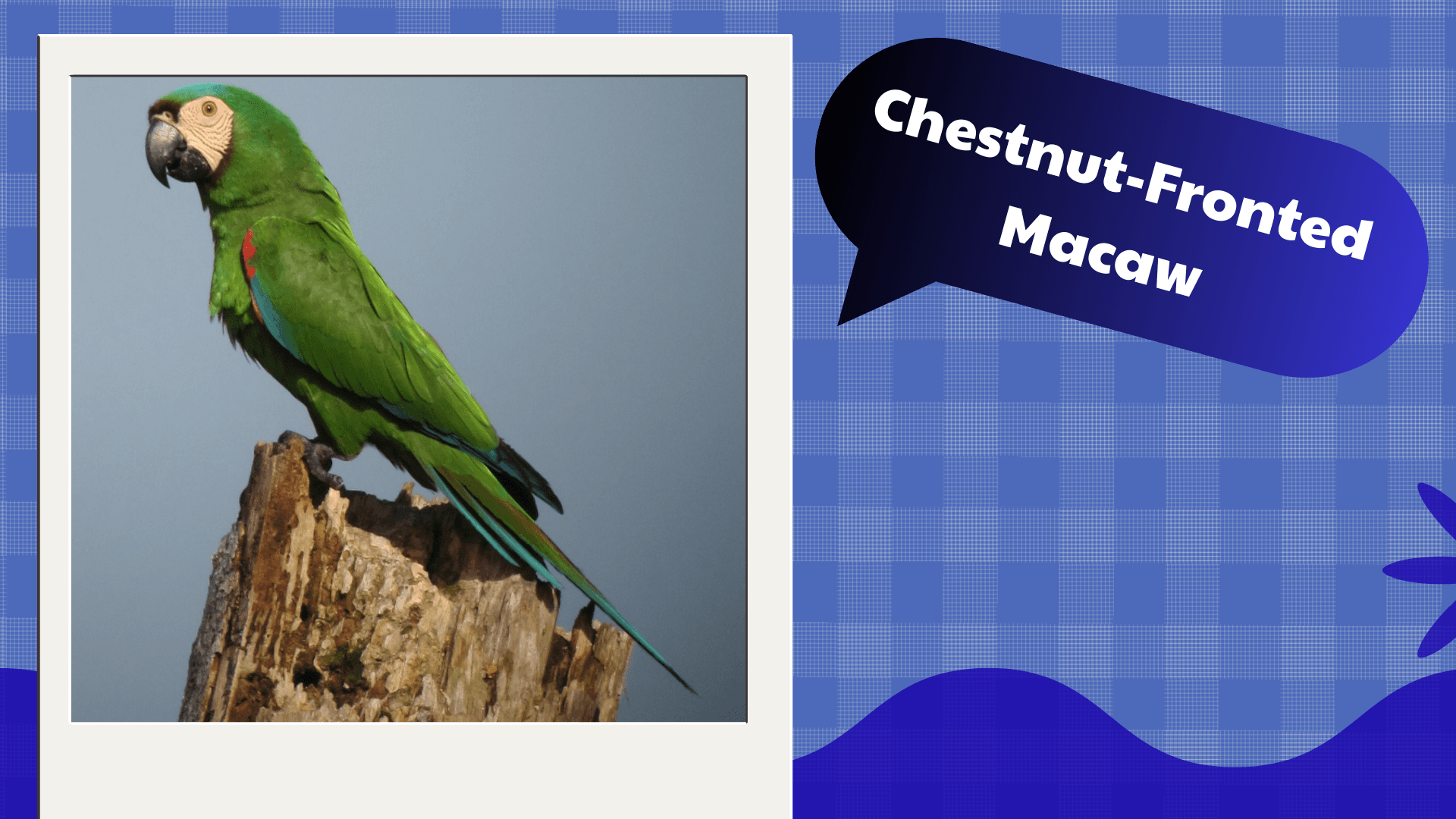 Chestnut-Fronted Macaw