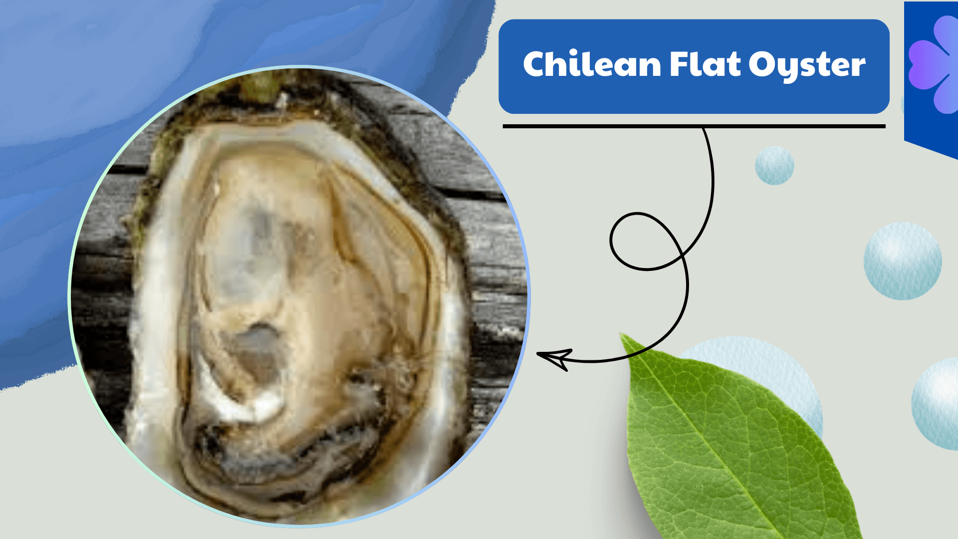 Chilean Flat