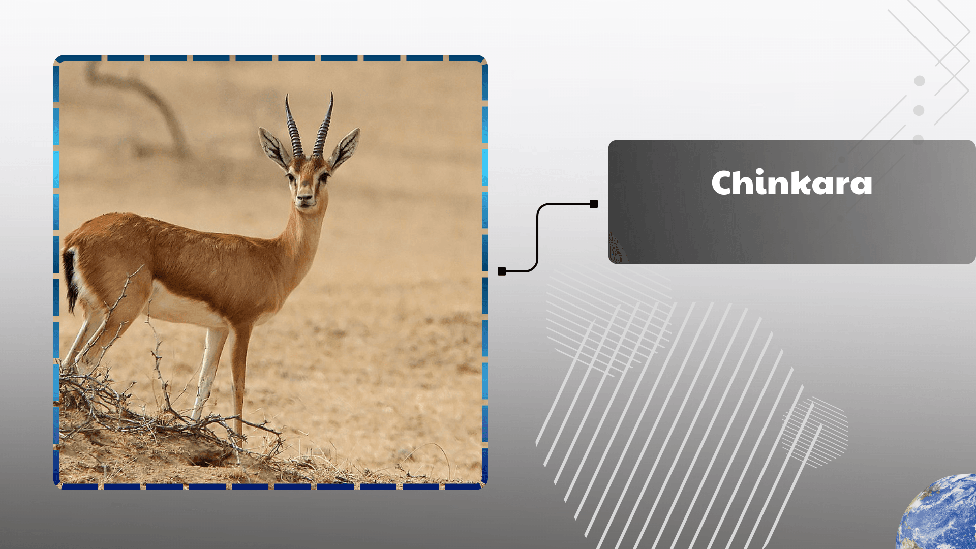 Chinkara