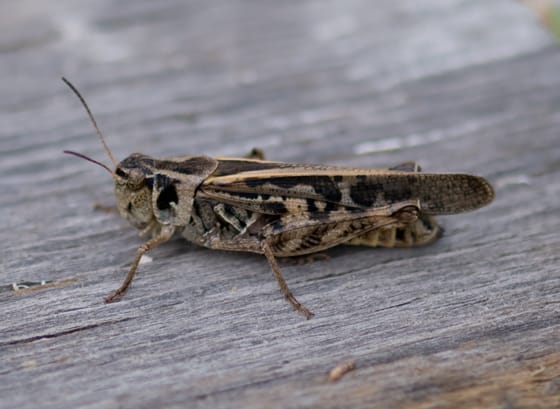 Clear-Winged-Grasshopper