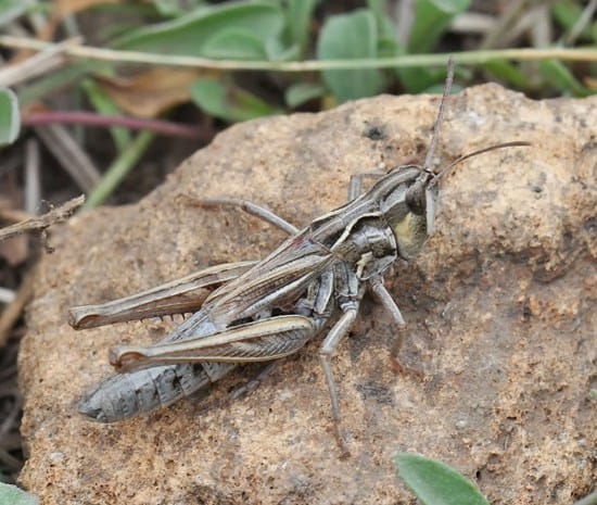 Clubhorned-Grasshopper