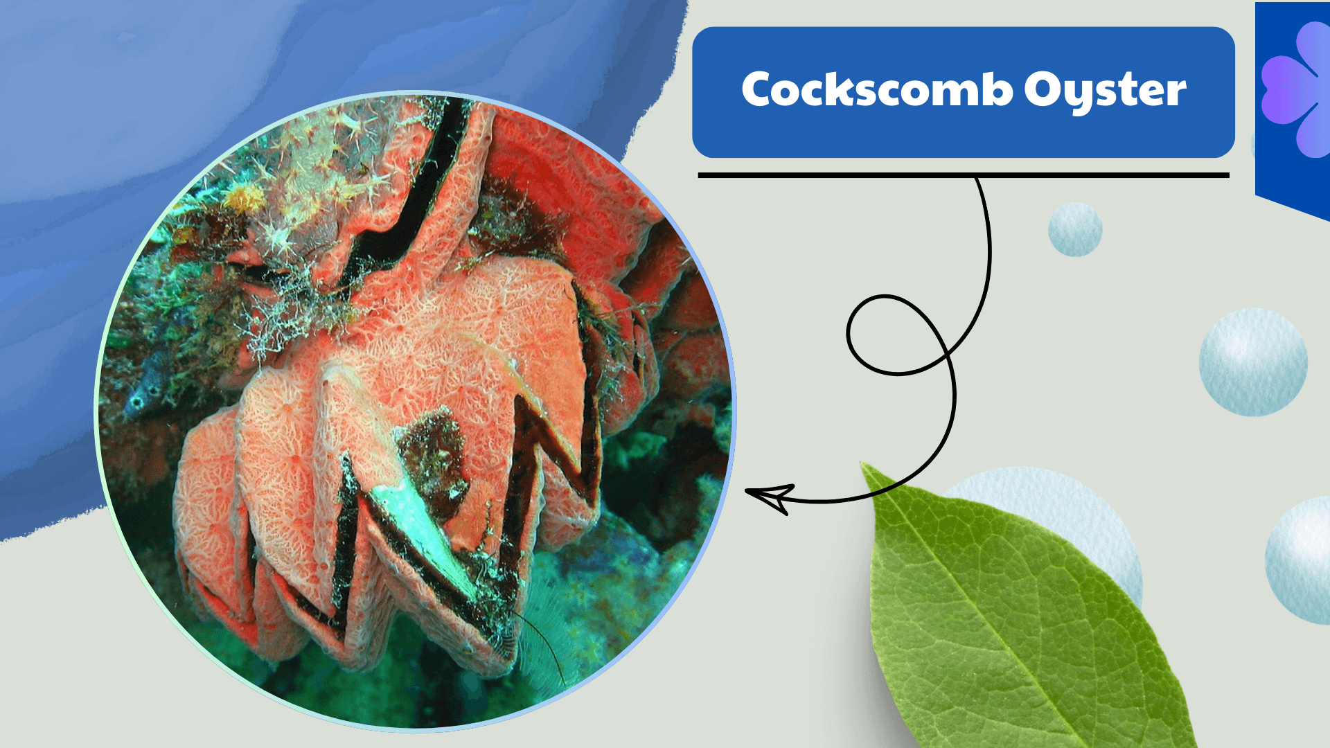 Cockscomb Oyster
