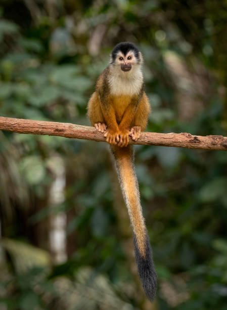 Collins-Squirrel-Monkey