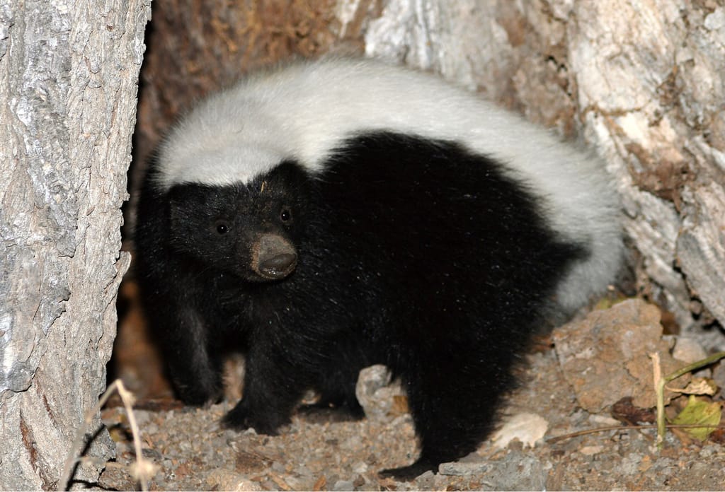 Colorado-Variant-Hog-Nosed-Skunk