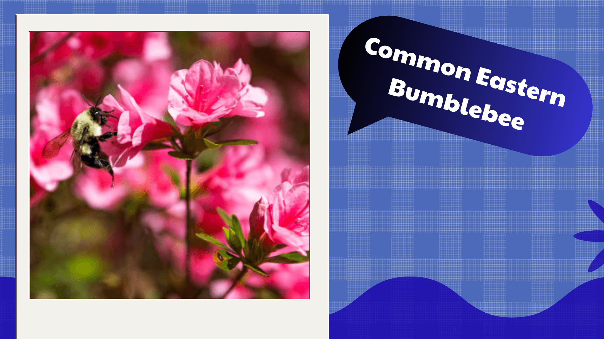 Common Eastern Bumblebee