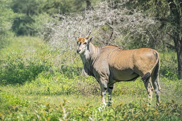 Common-Eland