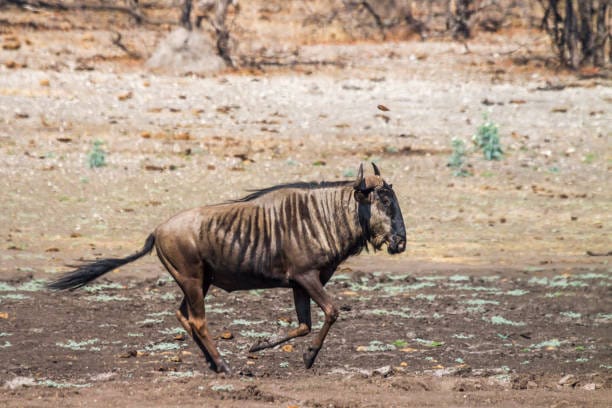 Common-Wildebeest