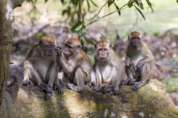 Crab-Eating-Macaque