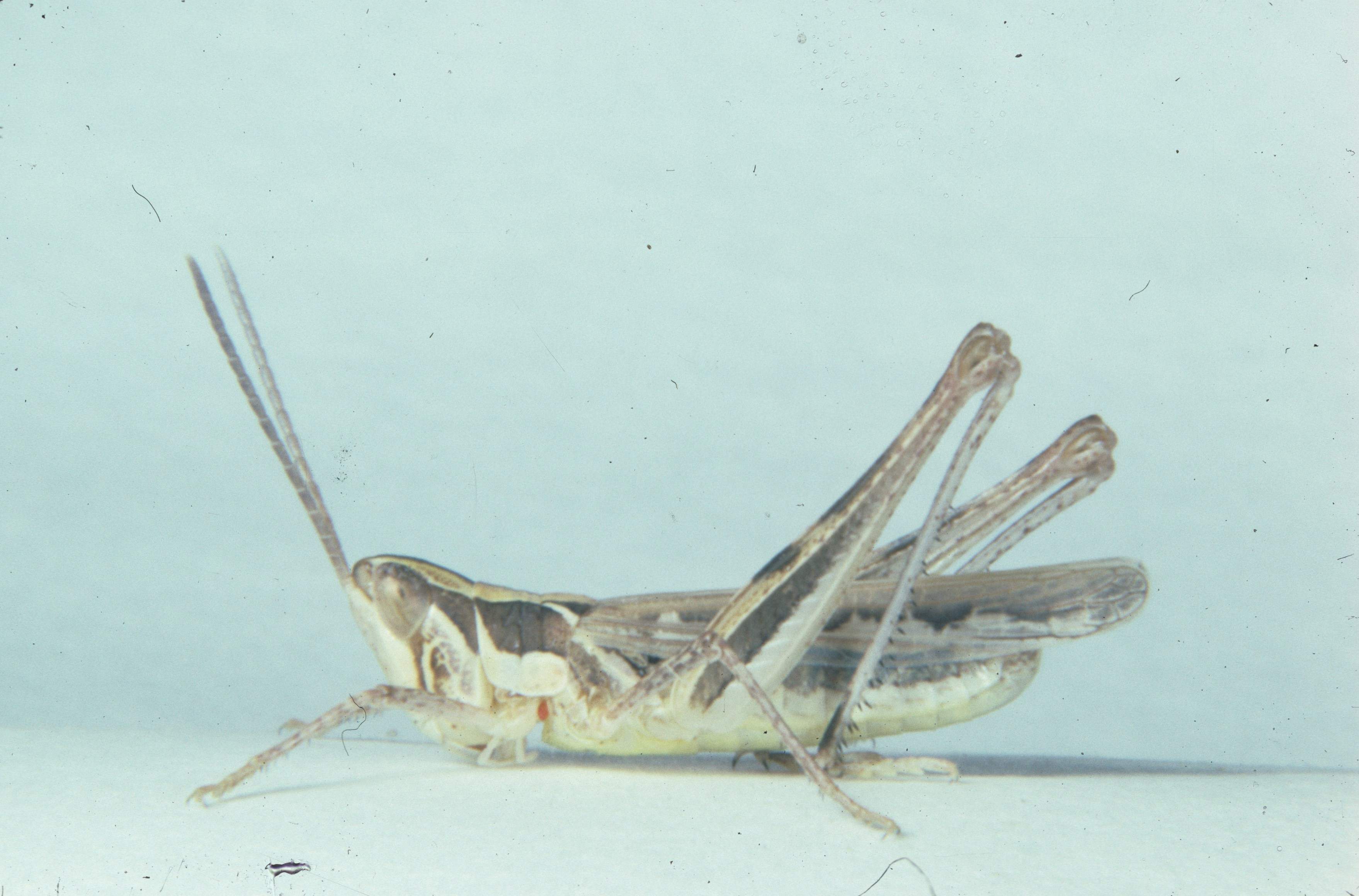 Crenulatewinged-Grasshopper