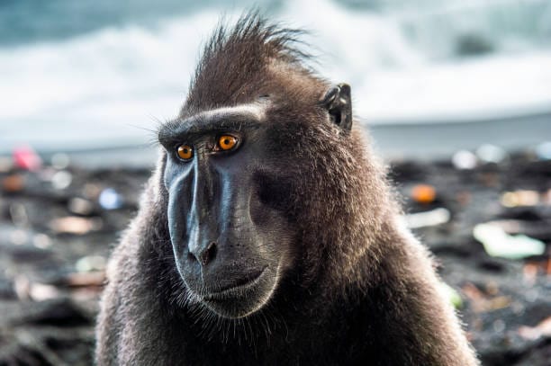 Crested-Black-Macaque