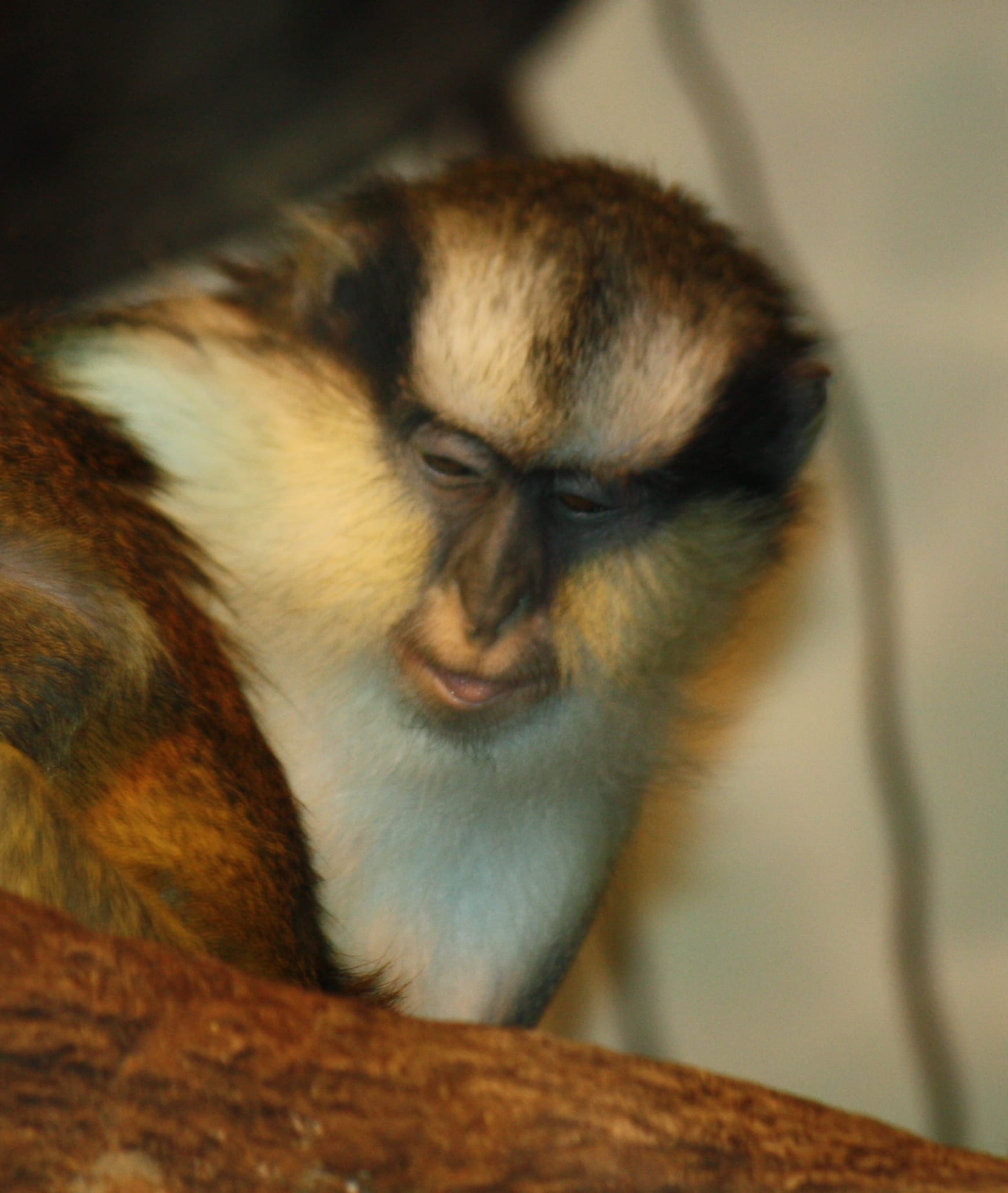 Crested-Mona-Monkey
