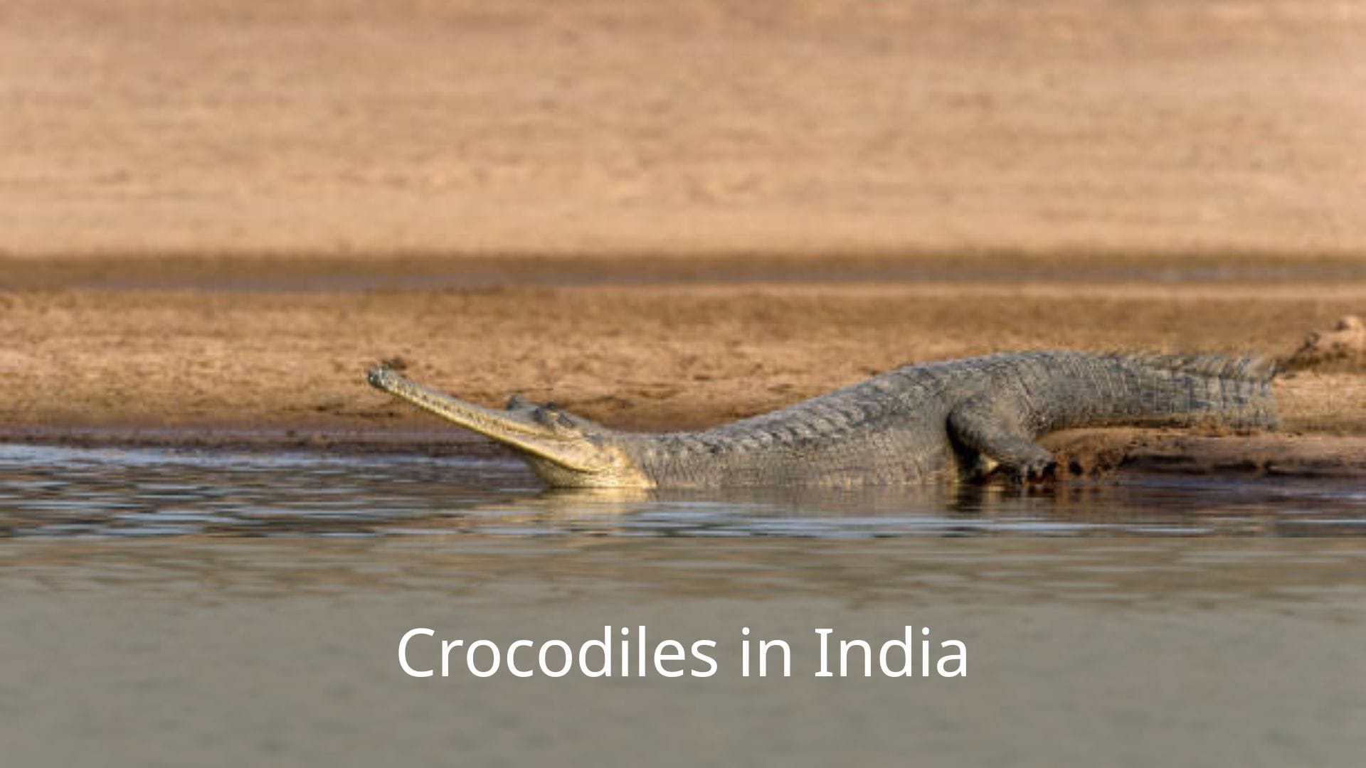 Crocodiles-in-India