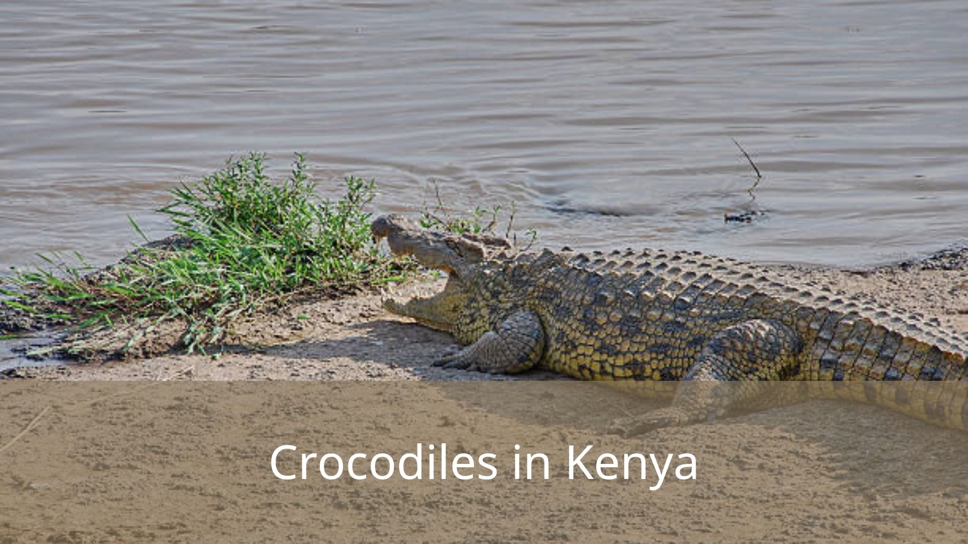 Crocodiles-in-Kenya