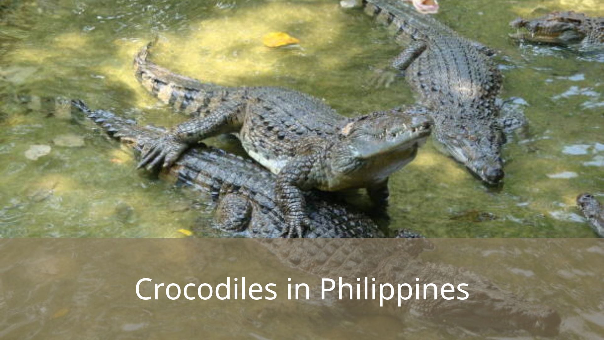 Crocodiles-in-Philippines