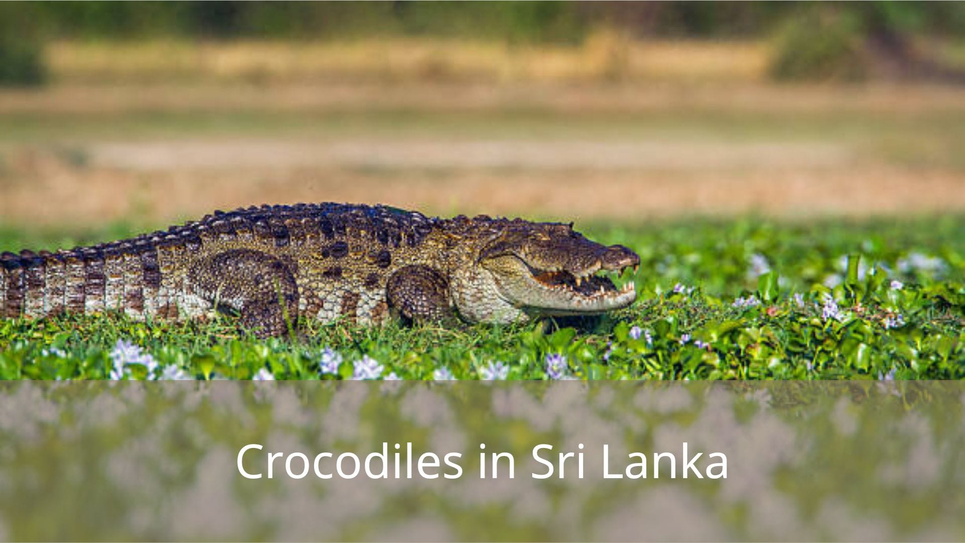 Crocodiles-in-Sri-Lanka