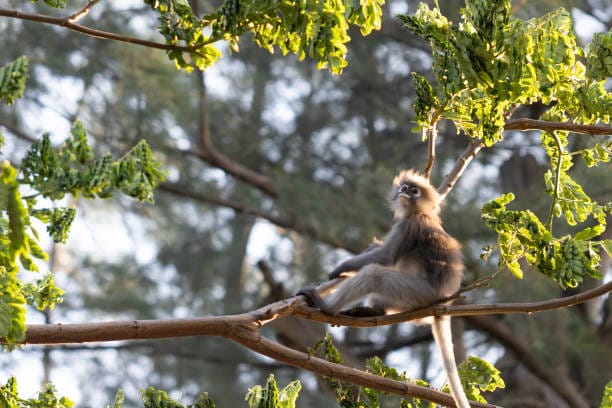 Cross-marked-Langur