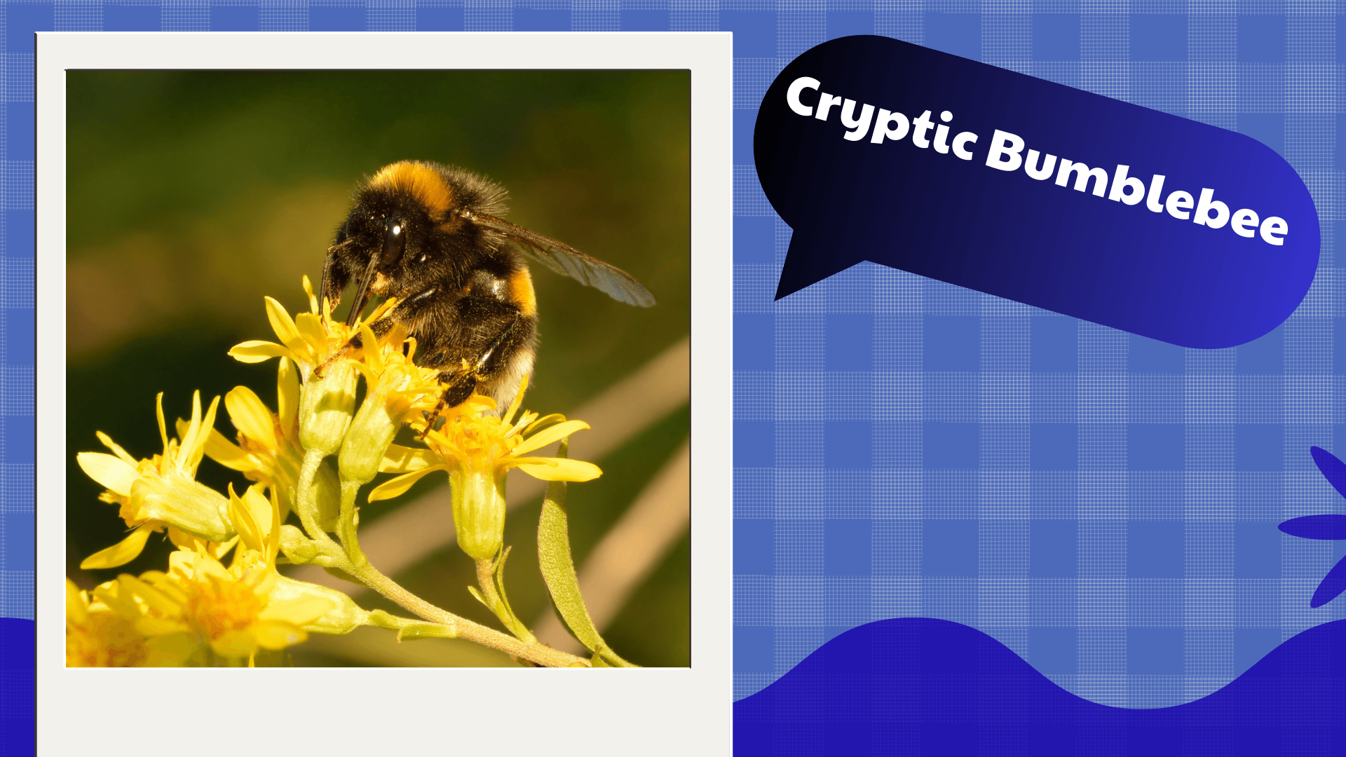 Cryptic Bumblebee