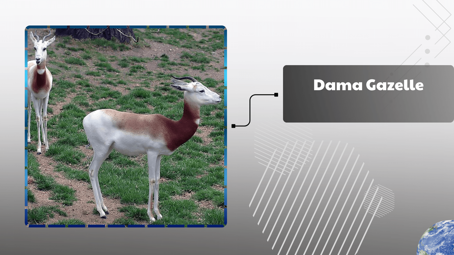 Dama Gazelle