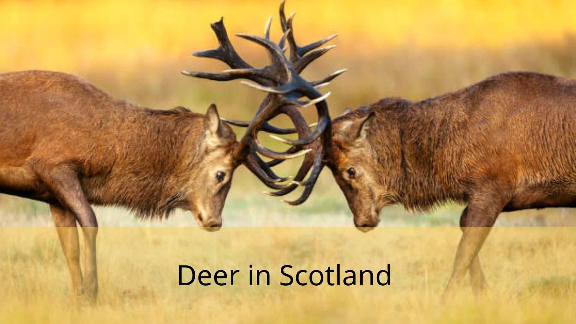 Deer-in-Scotland